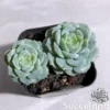 Echeveria Ice Jelly