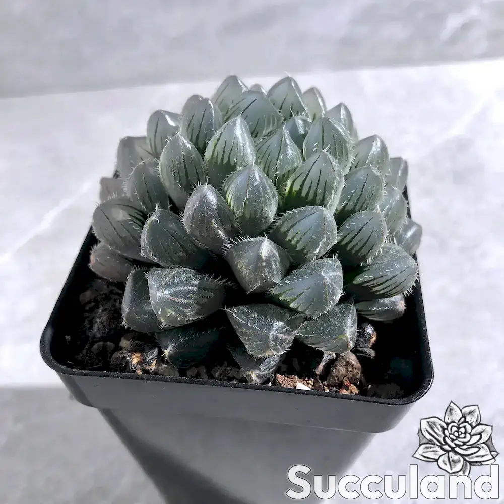 Haworthia Cooperi var Obtusa succulent
