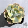 Echeveria Winter Sunset Variegated