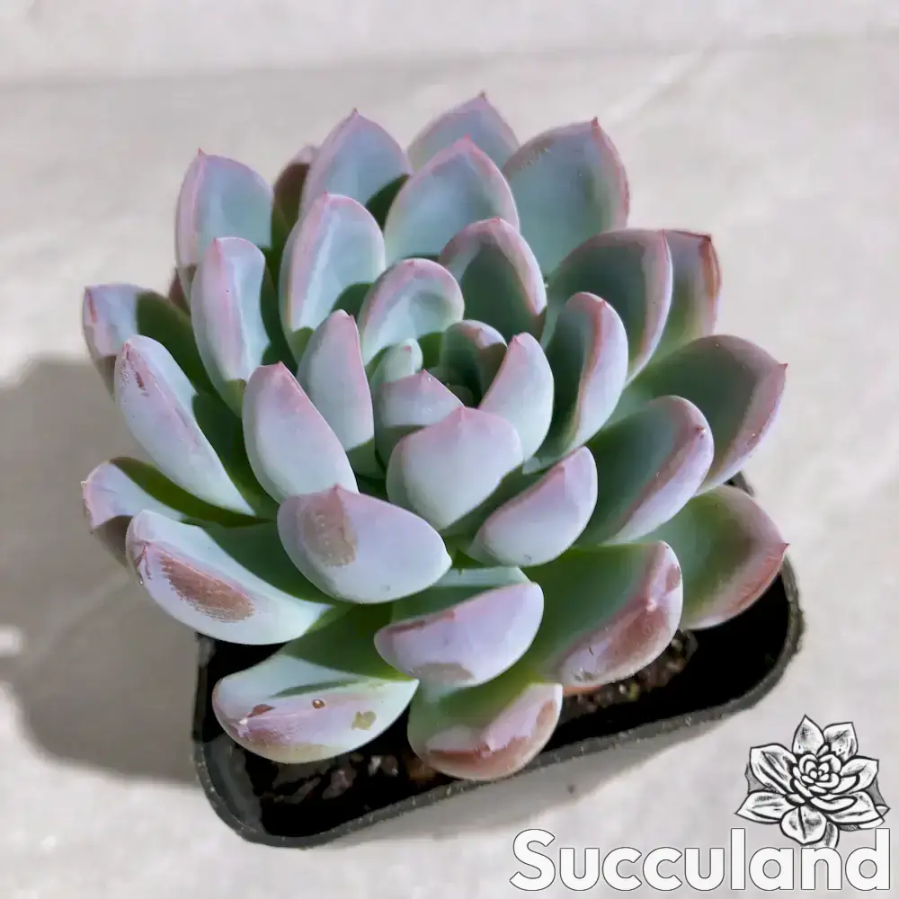Echeveria Coral of Dreams succulent