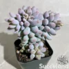 Pachyphytum Machucae - Baby Fingers