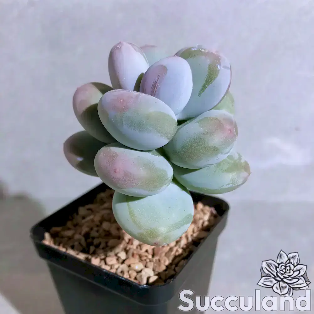 Pachyphytum Blue Haze Blue Pearls succulent