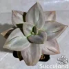 Echeveria Xichuensis