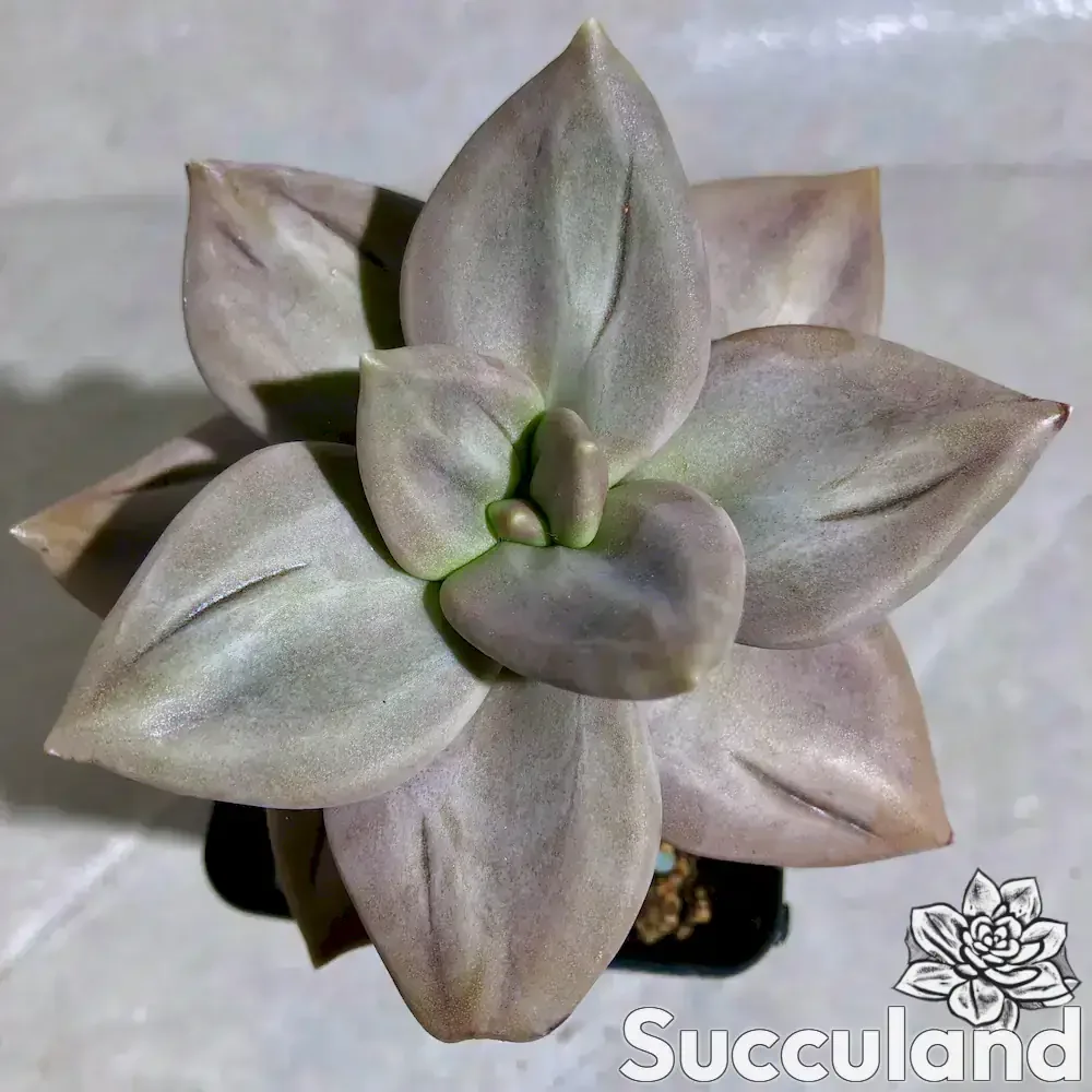 Echeveria Xichuensis succulent