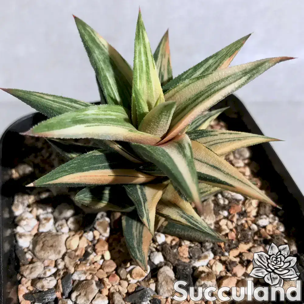 Haworthiopsis Attenuata var. Glabrata Variegated succulent