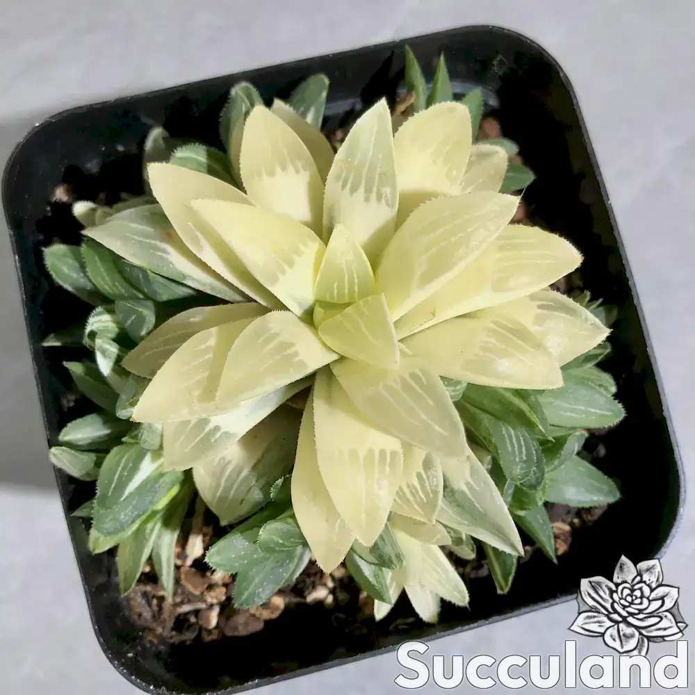 Haworthia Retusa Variegated succulent