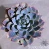 Echeveria Blue Heron Variegated