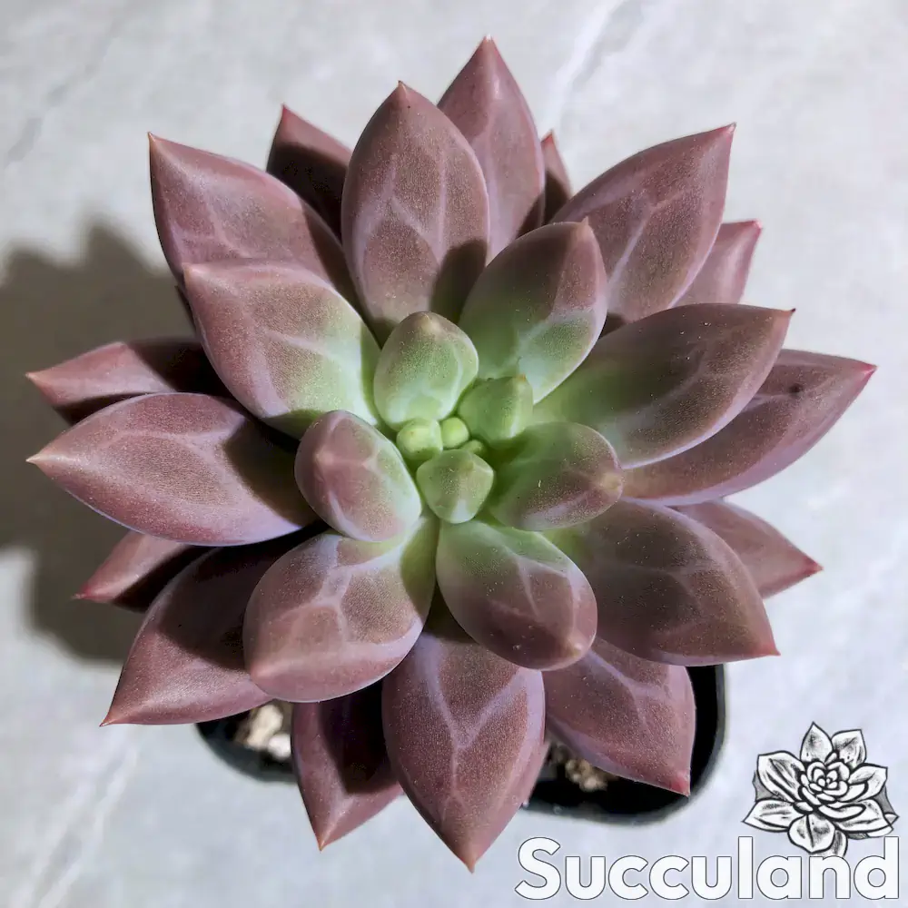 pachyveria hybrid succulent