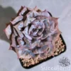 Echeveria Lola