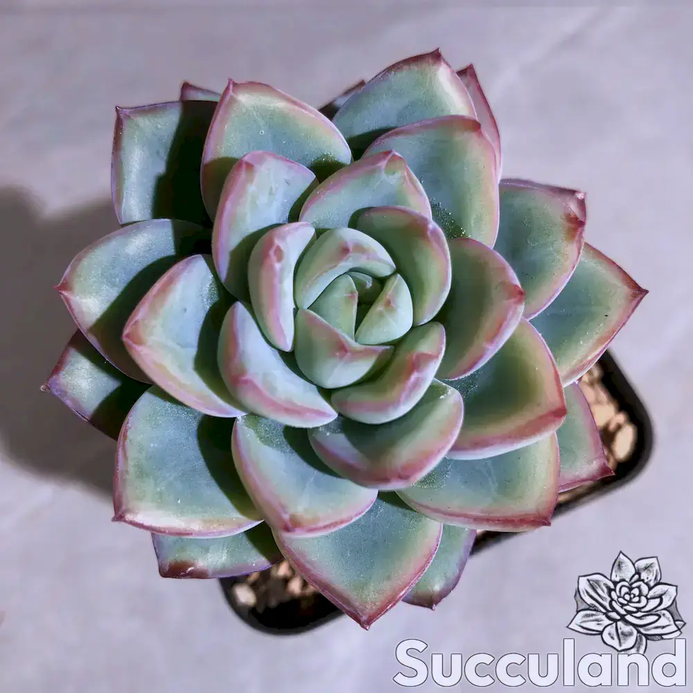 Echeveria Alba Beauty succulent
