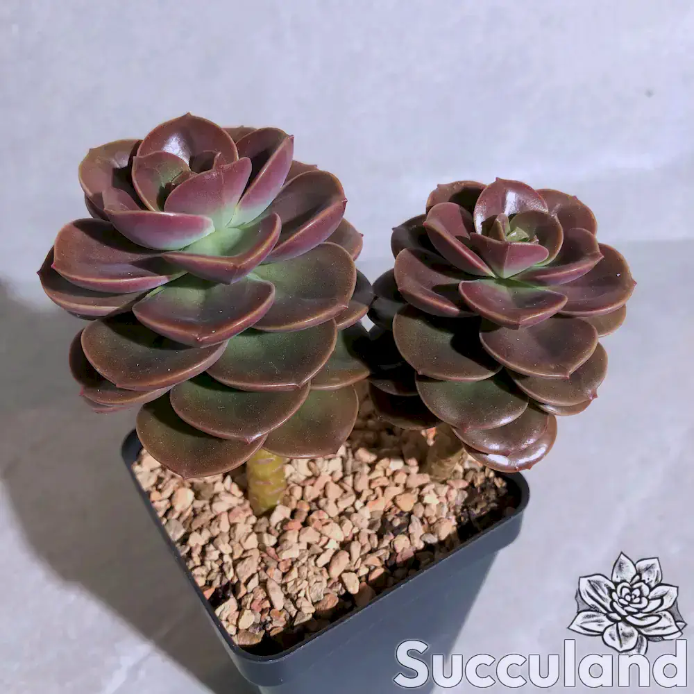 echeveria melaco succulent