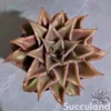 Echeveria Madiba