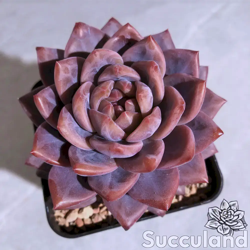 Echeveria Ariel succulent