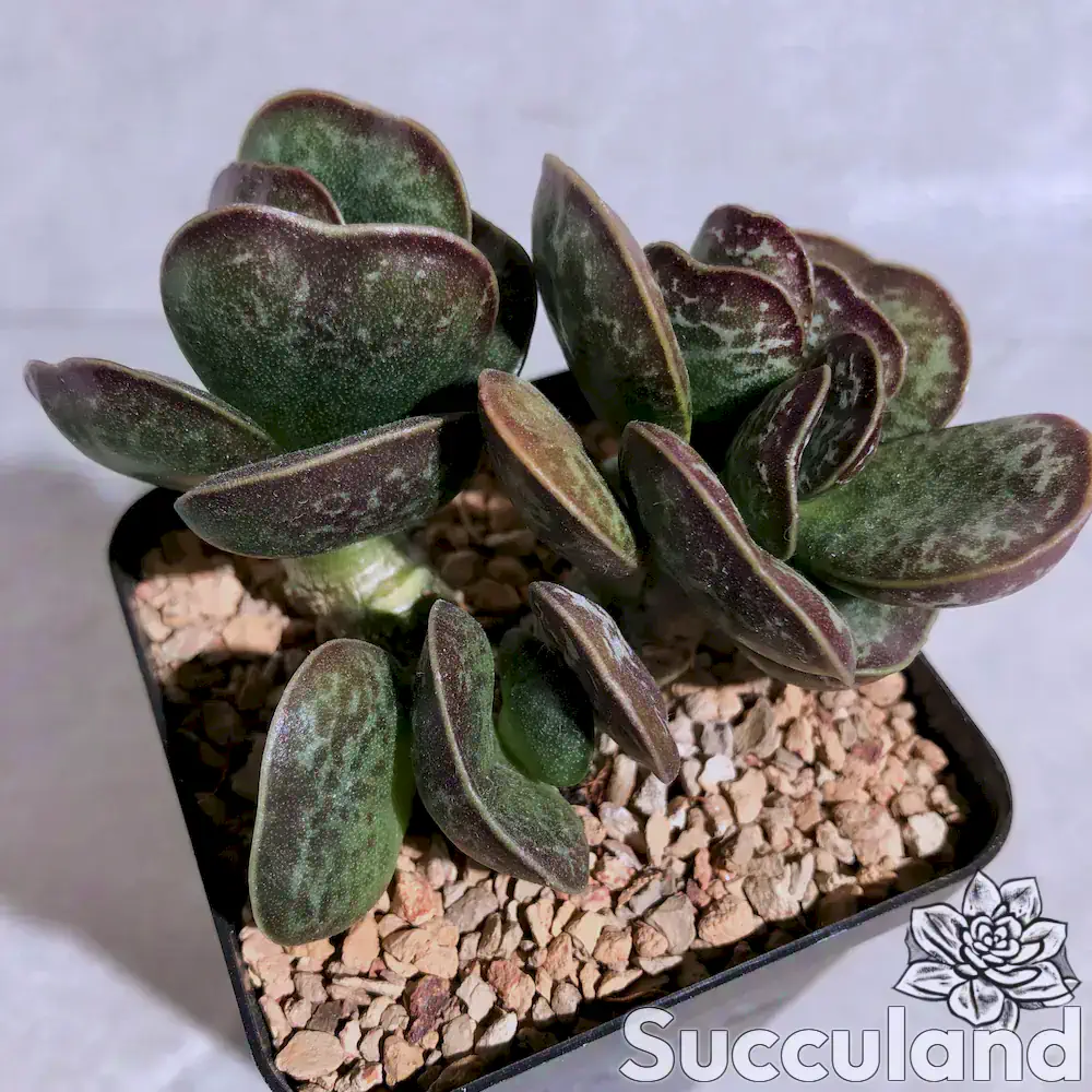 Adromischus Maculatus calico hearts succulent