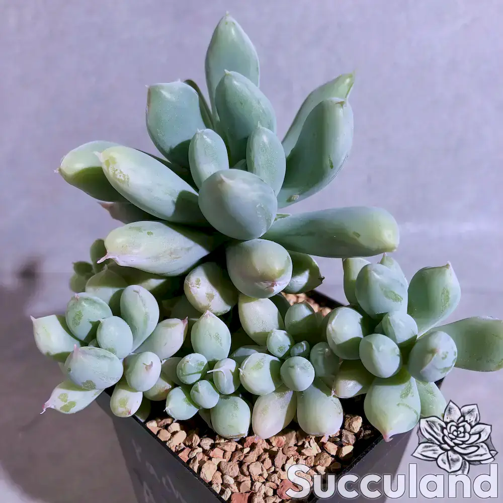 Pachyveria Arctic Fox succulent