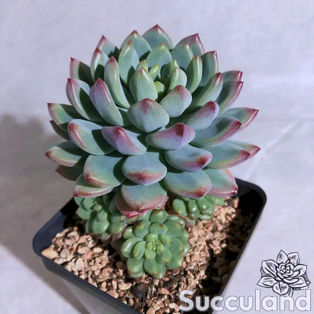 Sedeveria Blue Apple succulent