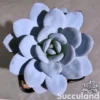 Echeveria Laui Pink
