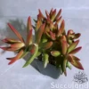Sedum Adolphi