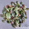 Premium Succulent Leaves (Propagator's Delight)