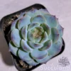 Echeveria Frost Monarch