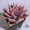 Echeveria Wedding Ring ('Mojie')