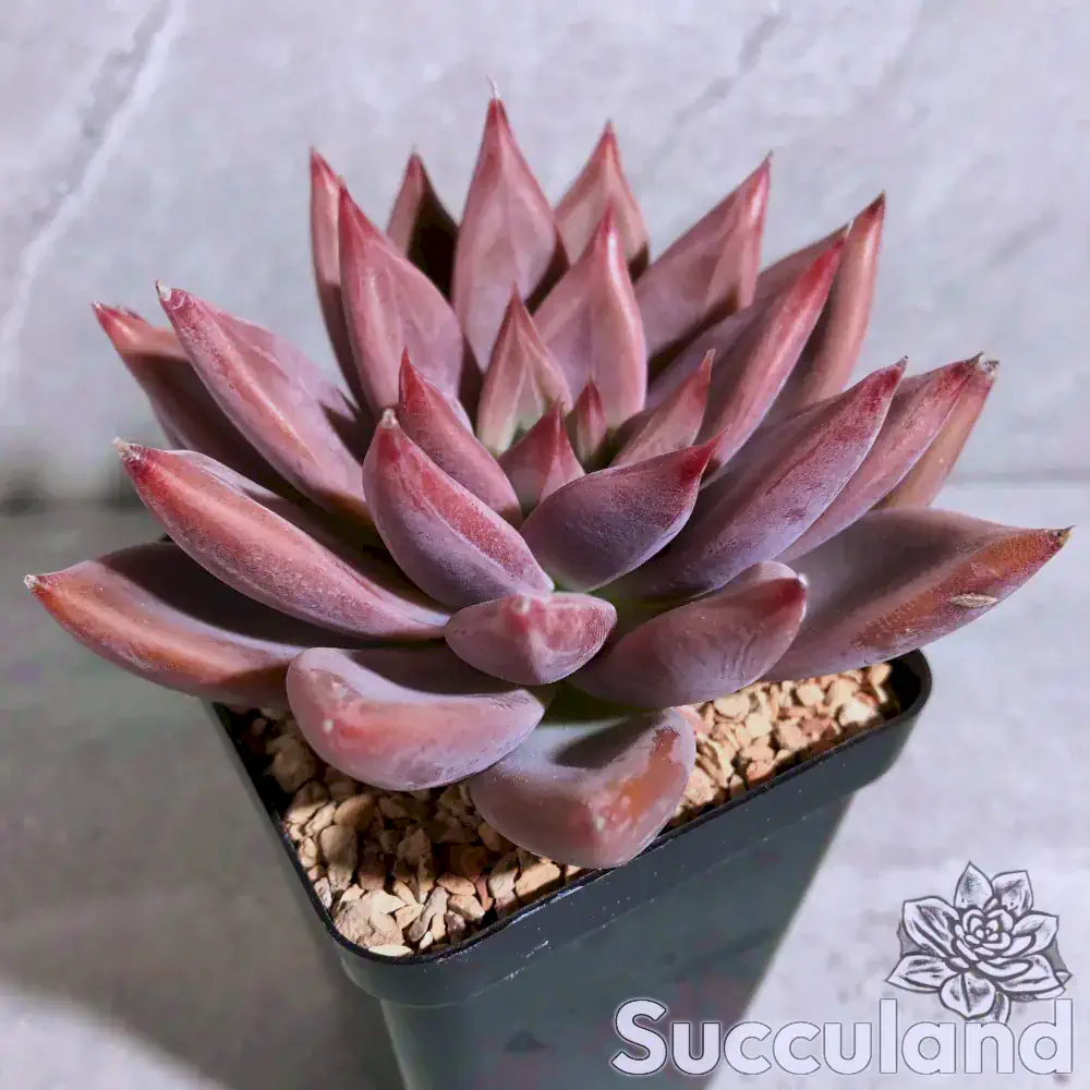 Echeveria Wedding Ring succulent