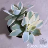 Echeveria Desmetiana Variegated - Peacock Echeveria