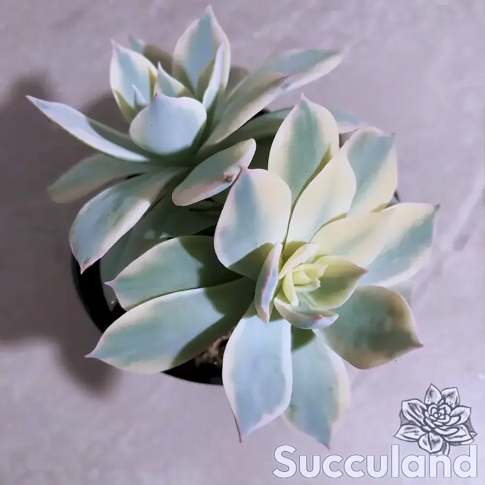 Echeveria Desmetiana Variegated - Peacock Echeveria succulent