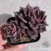 Echeveria Black Madiba