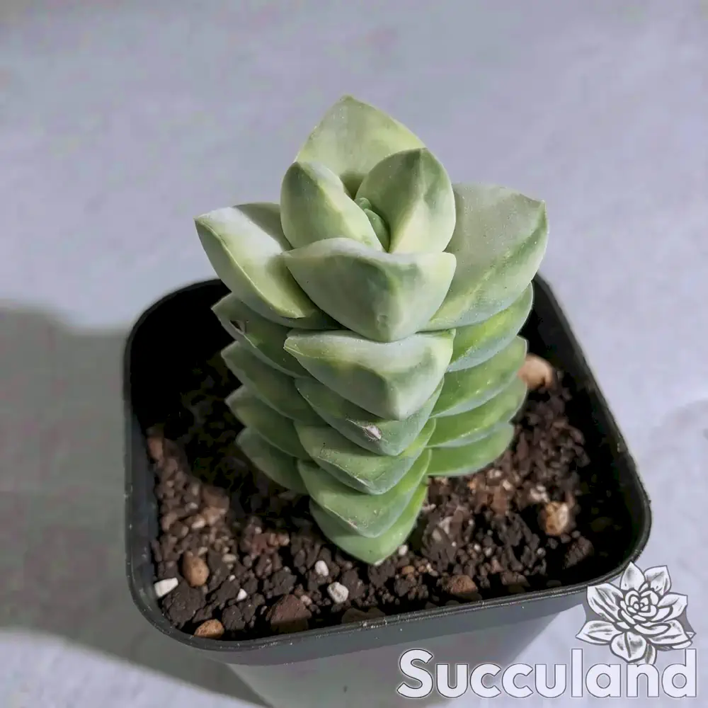 Crassula Moonglow Variegated succulent