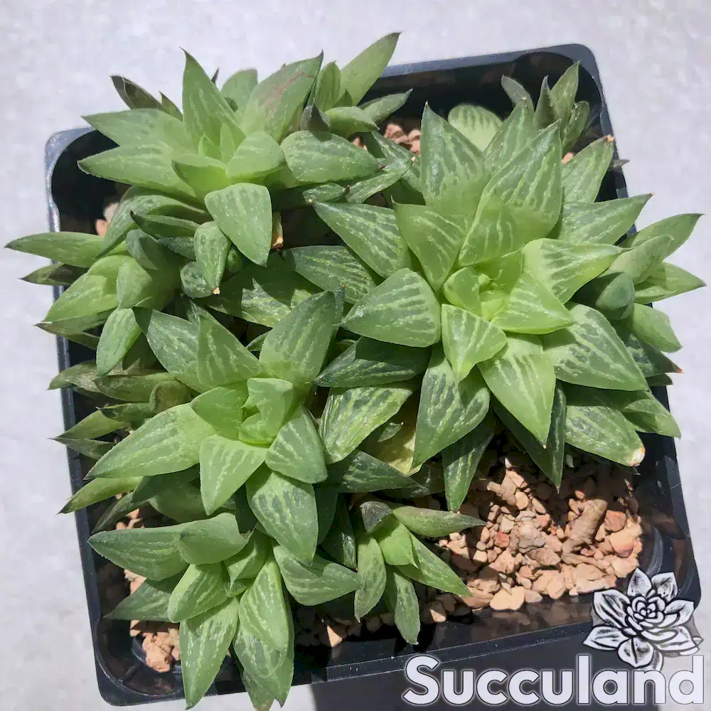 Haworthia Turgida succulent