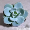 Echeveria Cream Tea