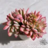 Echeveria Luella Crested