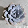 Echeveria Asante Sana
