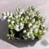 Cotyledon Pendens – Cliff Cotyledon
