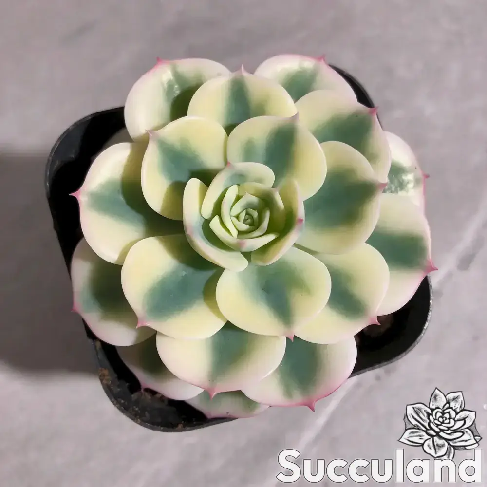 Echeveria x Imbricata Compton Carousel / Lenore Dean succulent