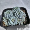 Graptopetalum Pachyphyllum - Bluebean