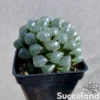 Haworthia Cooperi Var Truncata