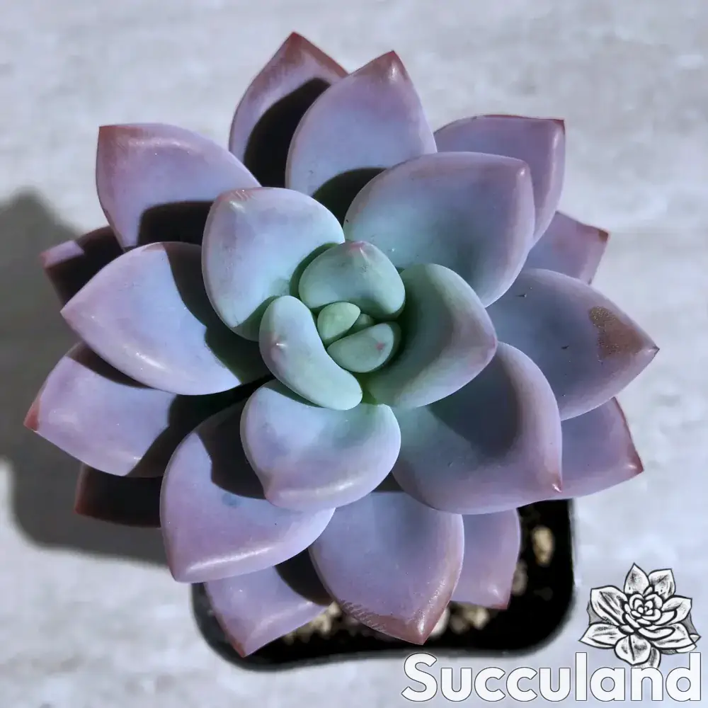Graptoveria Opalina succulent