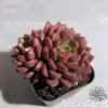 Sedeveria Pink Ruby