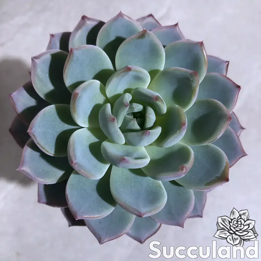 Echeveria Frostberry succulent