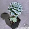 Echeveria Lemon Rose Variegated
