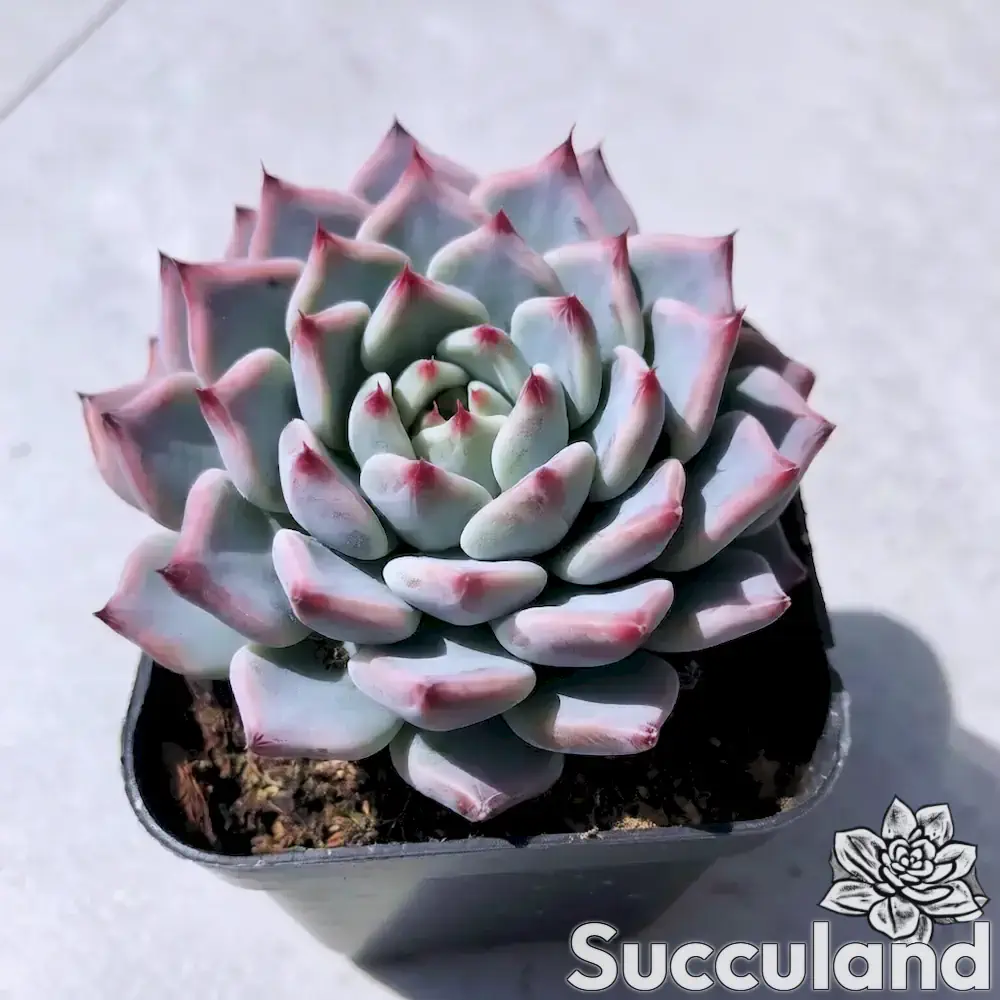 Echeveria Cuspidata Var. Zaragozae succulent
