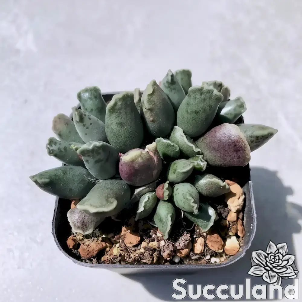 Adromischus Cooperi Var. Festivus - Plover Eggs succulent