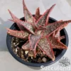 Aloe Bright Star