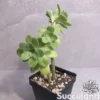 Sedum Palmeri - Palmer's Sedum (Cold Hardy)