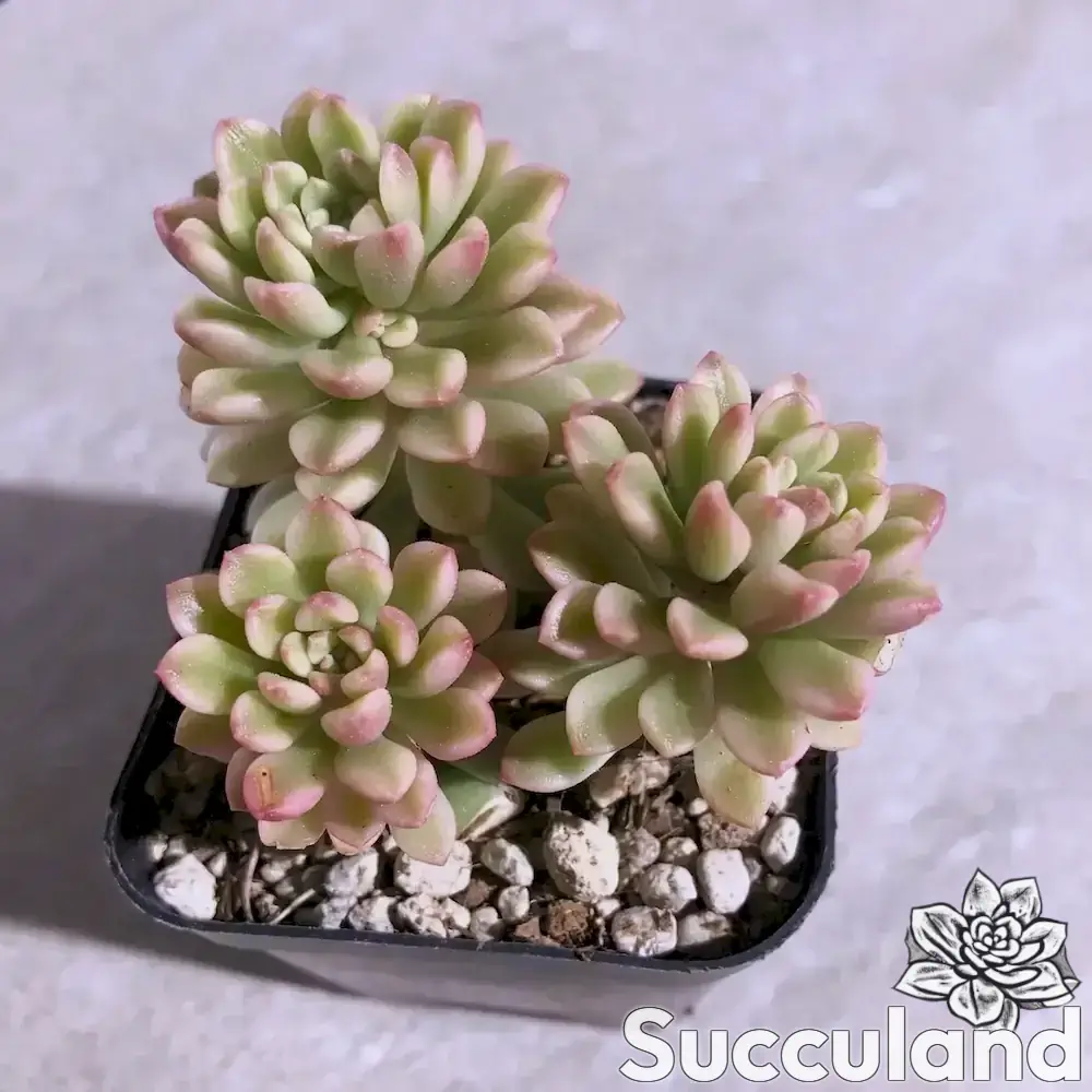 Sedum Joyce Tulloch Variegated succulent