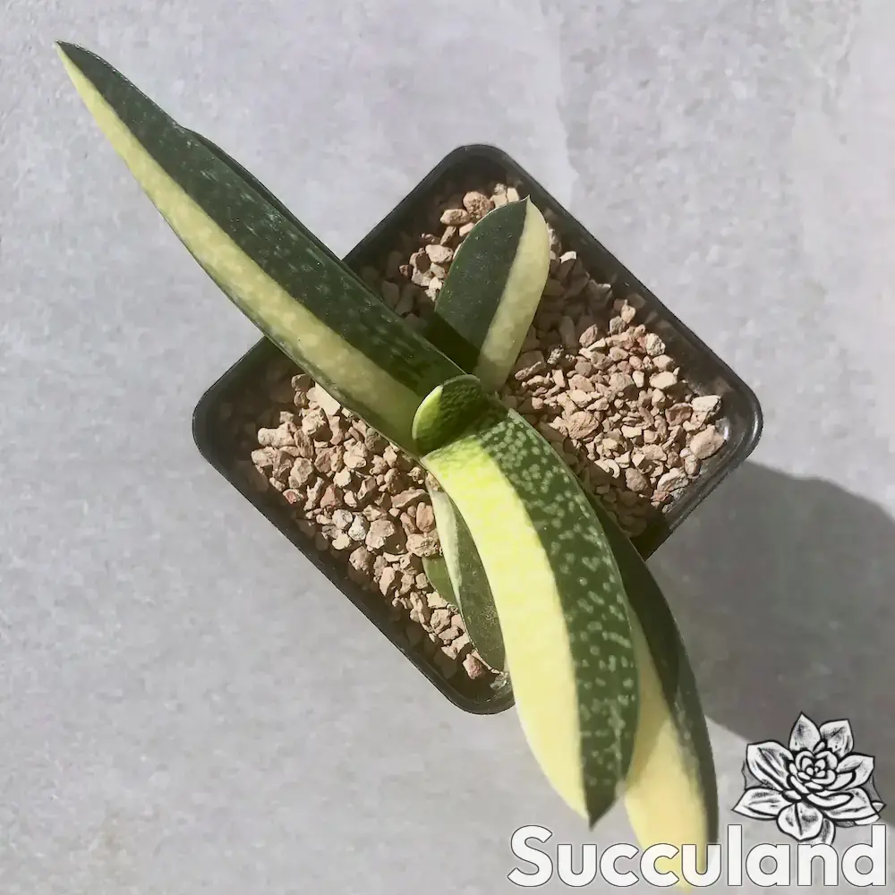 Gasteria Bicolor Hybrid Variegated succulent