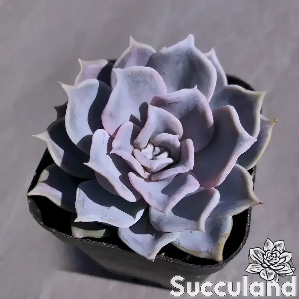 Echeveria Lilacina - Ghost Echeveria succulent