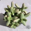 Crassula Nudicaulis var. Herrei